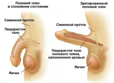 XtraZex có những thành phần nào, công dụng ra sao, cách sử dụng như thế nào XtraZex có những thành phần nào, công dụng ra sao, cách sử dụng như thế nào