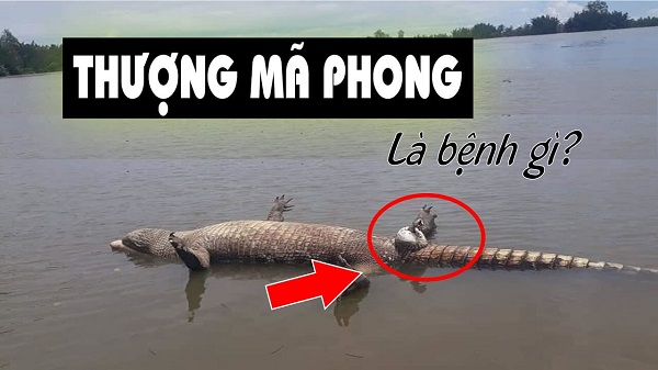 Bệnh thượng mã phong khi quan hệ: Làm gì để cứu nạn nhân ...