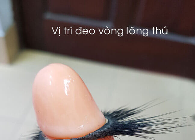 Vòng lông thú mắt cừu có dạng vòng đeo Vòng lông thú mắt cừu có dạng vòng đeo